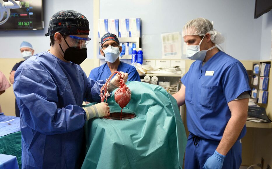 Coeur de cochon transplanté dans le corps humain : 5 minutes pour comprendre un « exploit »